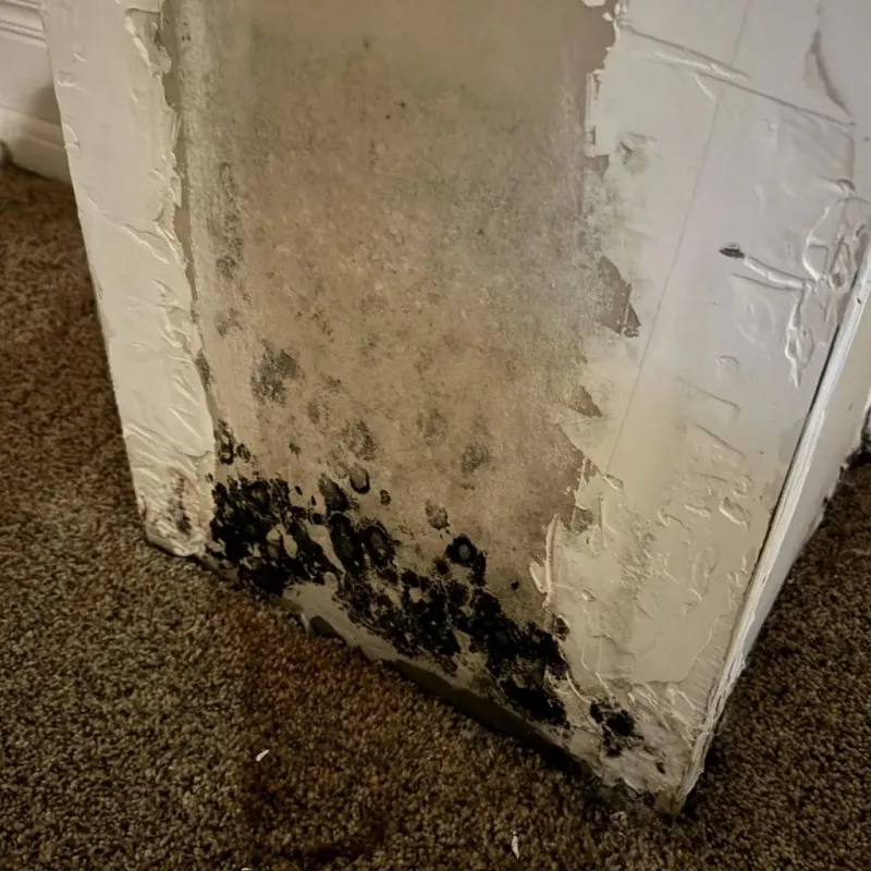Professional Mold Removal in Stokes County, NC